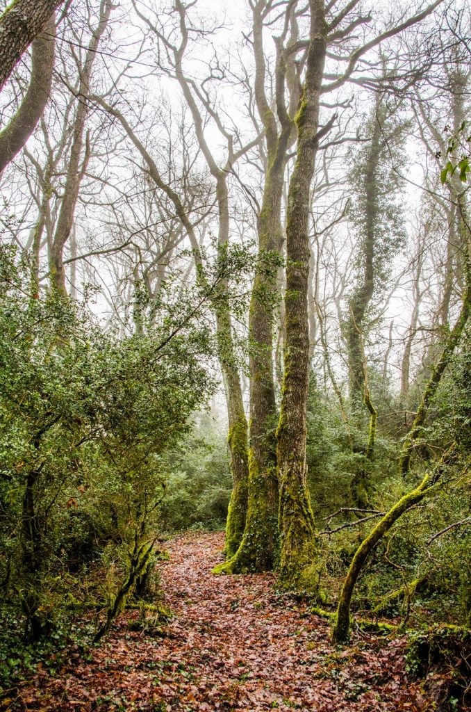 Magia y naturaleza en el bosque de Ilundain